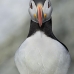 puffin_atlantic_msi_v_0938_can0551.jpg